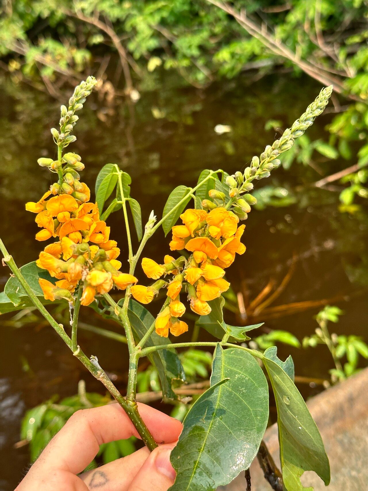 Pterocarpus amazonum — related species from the same genus