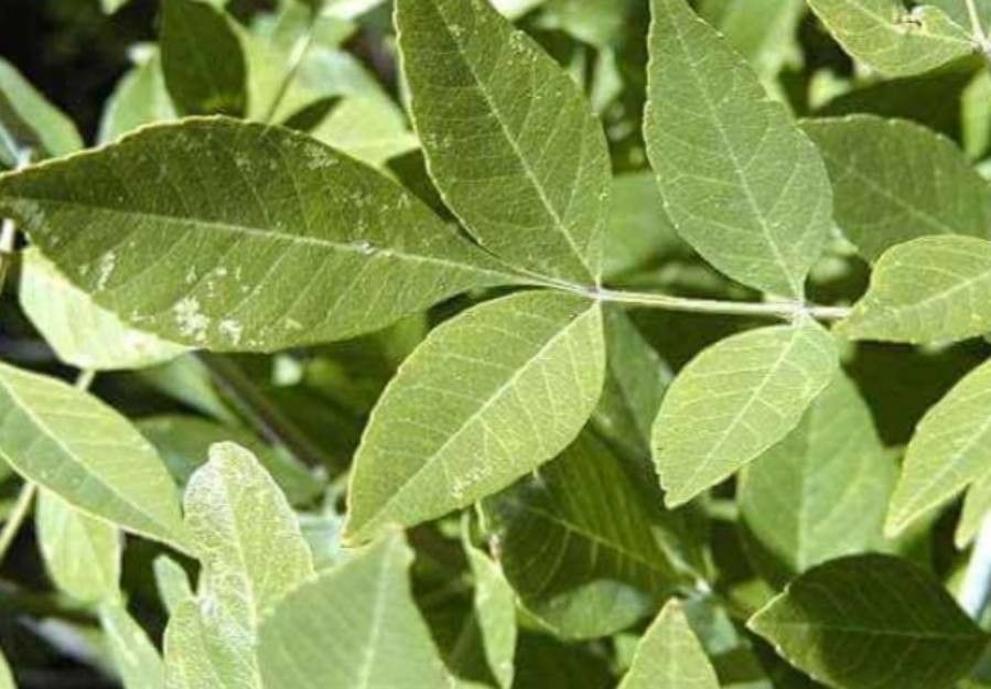 Fraxinus velutina leaf