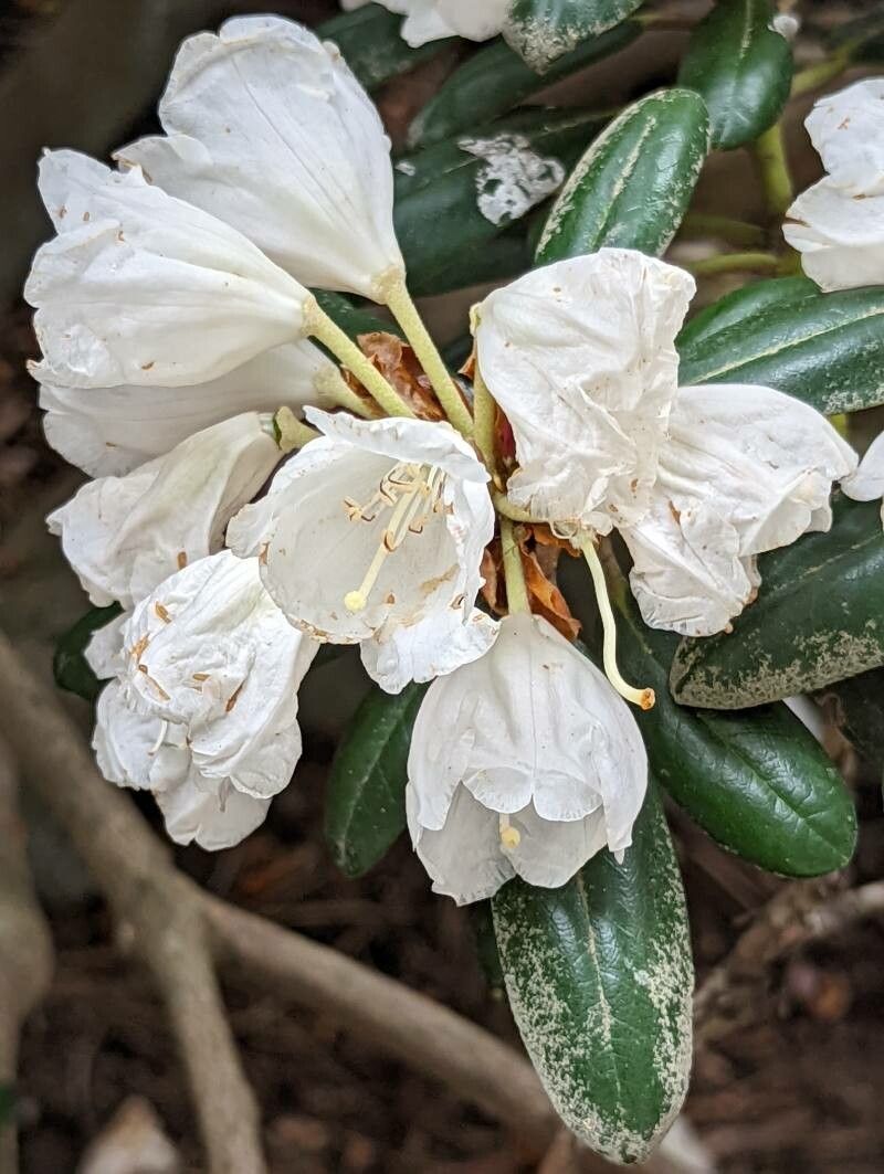 Rhododendron campanulatum flower