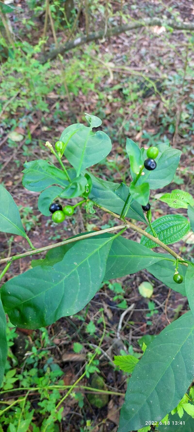 Solanum nigricans — search result for 'Solanum'