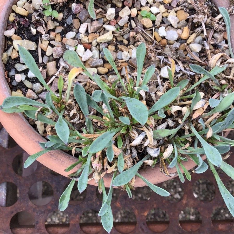 Silene montserratii — houseplant care guide