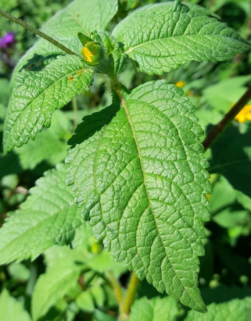 Wedelia subvelutina — houseplant care guide