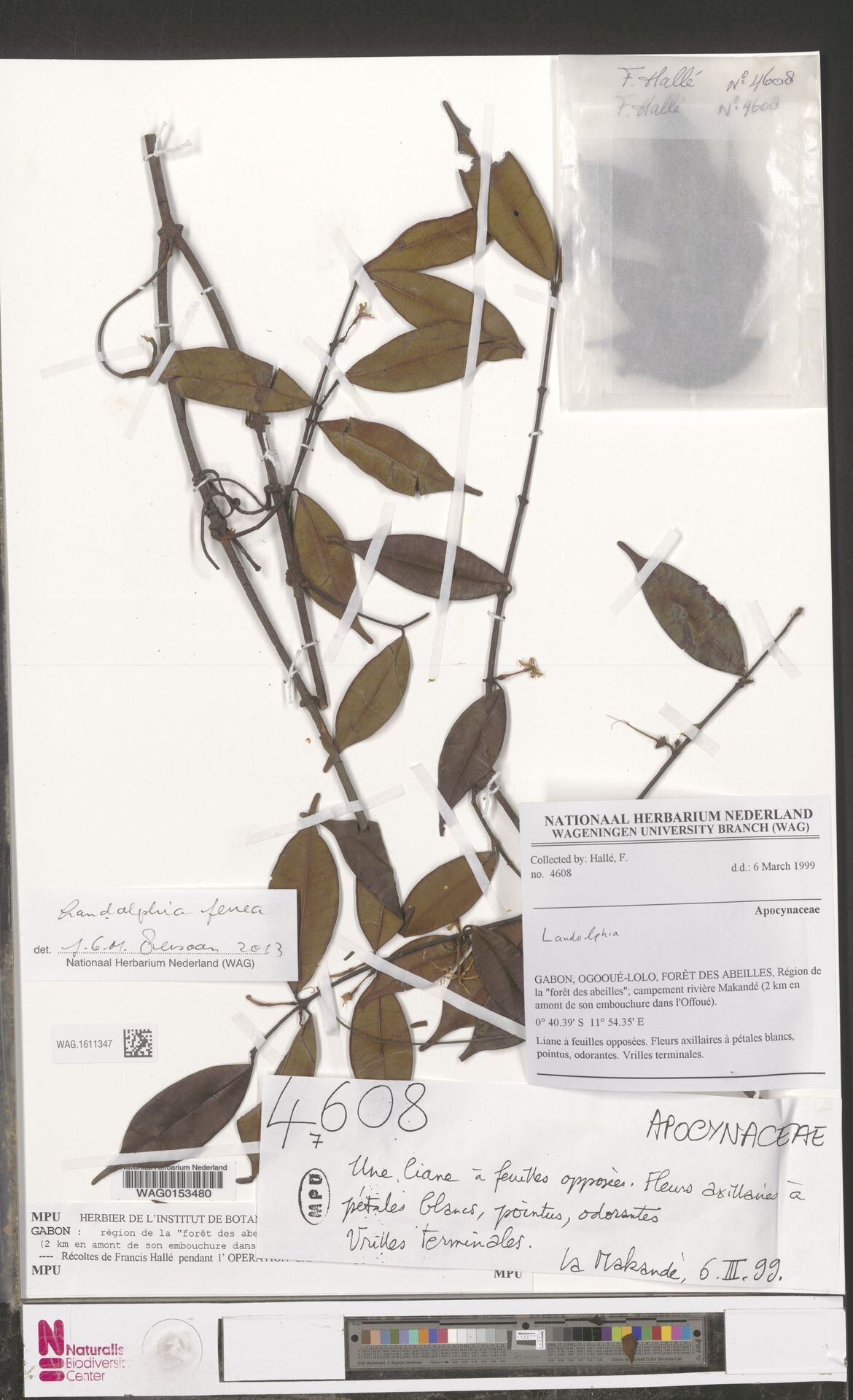 Landolphia ferrea — houseplant care guide