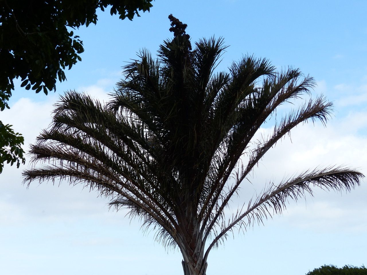 Raphia australis — related species from the same genus