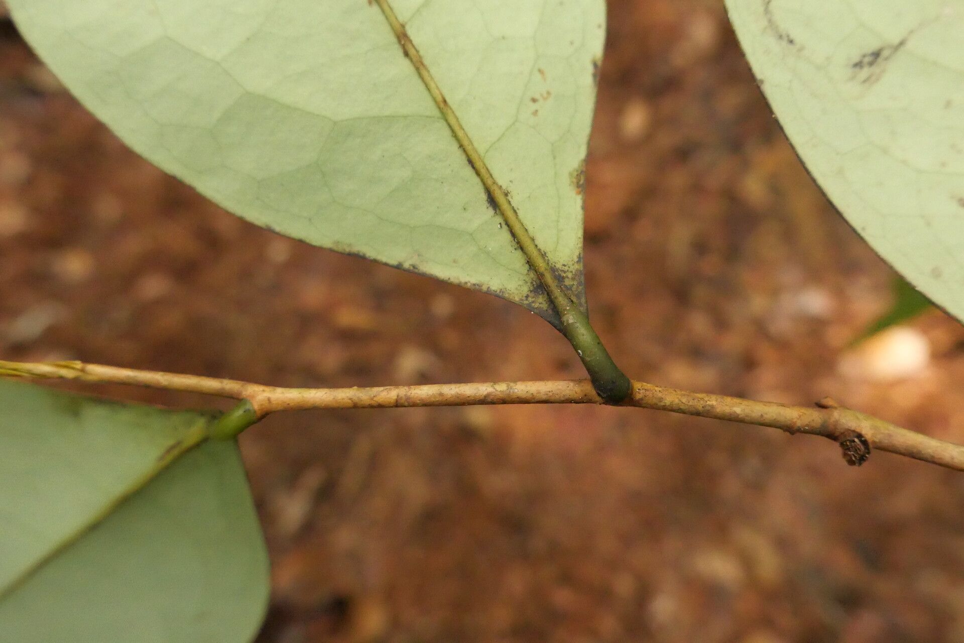 Xylopia globosa — houseplant care guide