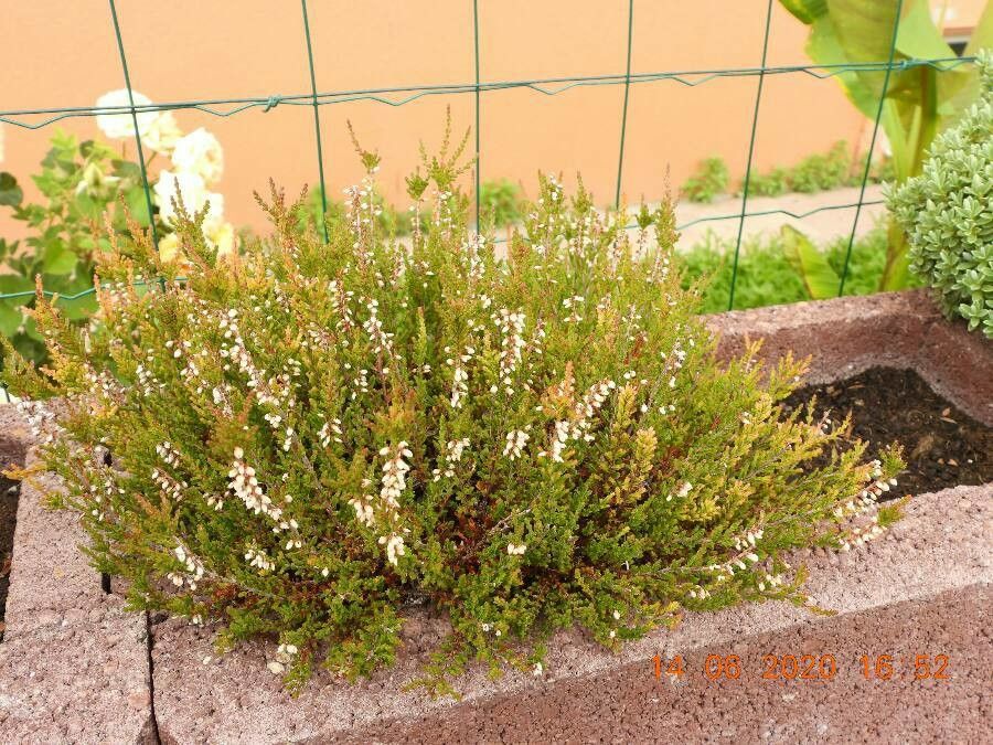 Penstemon deustus — search result for 'Penstemon'