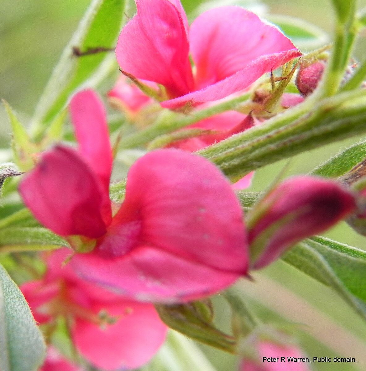 Indigofera hilaris flower