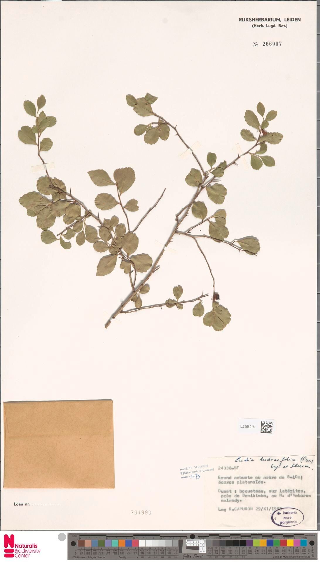 Ludia ludiifolia — houseplant care guide