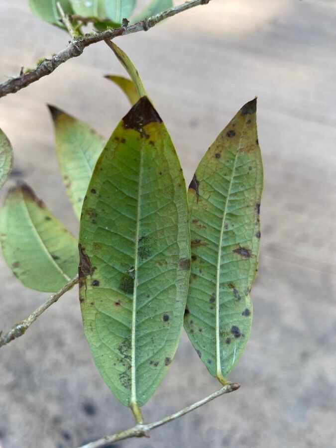 Plinia spirito-sanctensis leaf