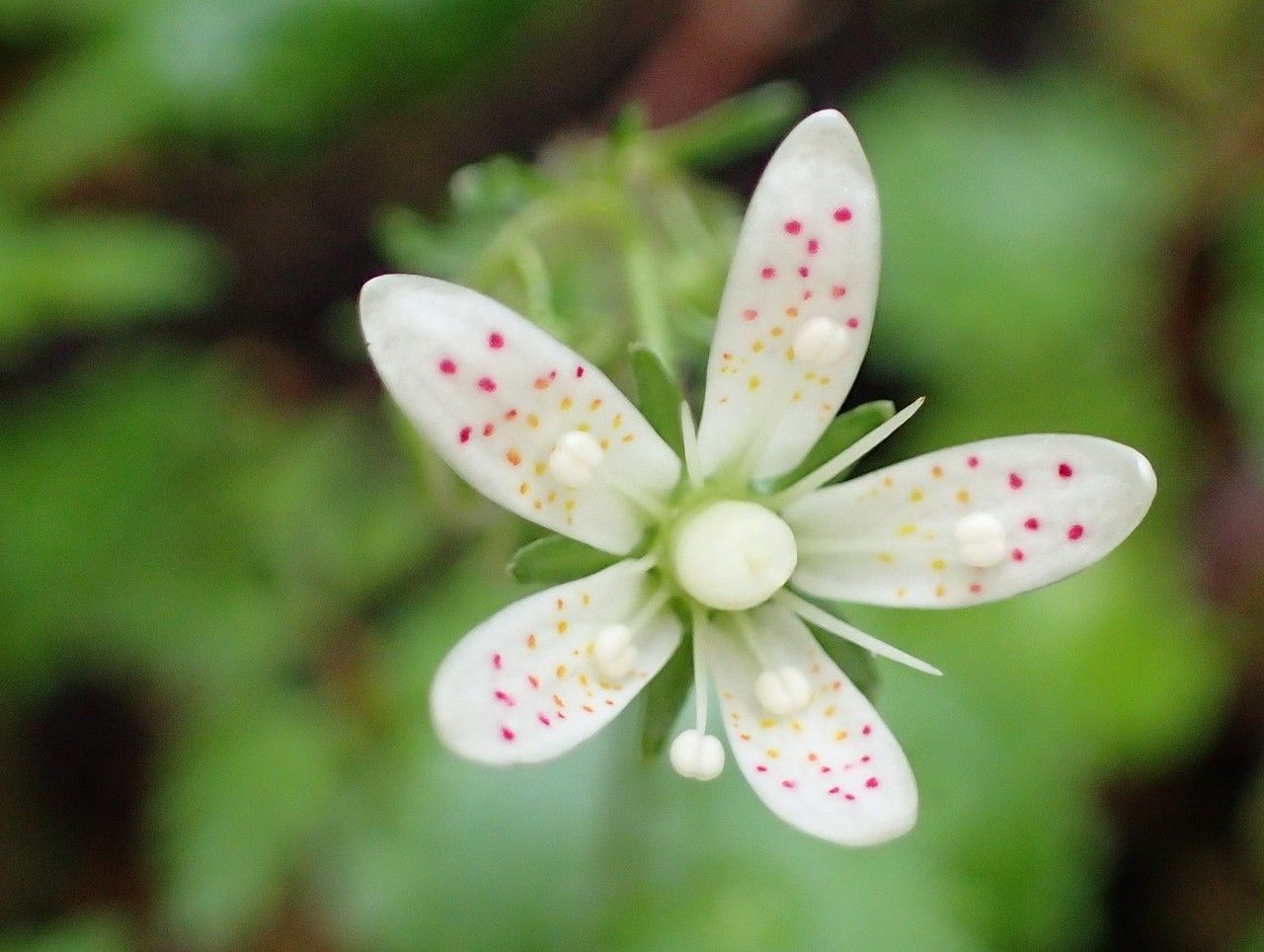Saxifraga rotundifolia flower