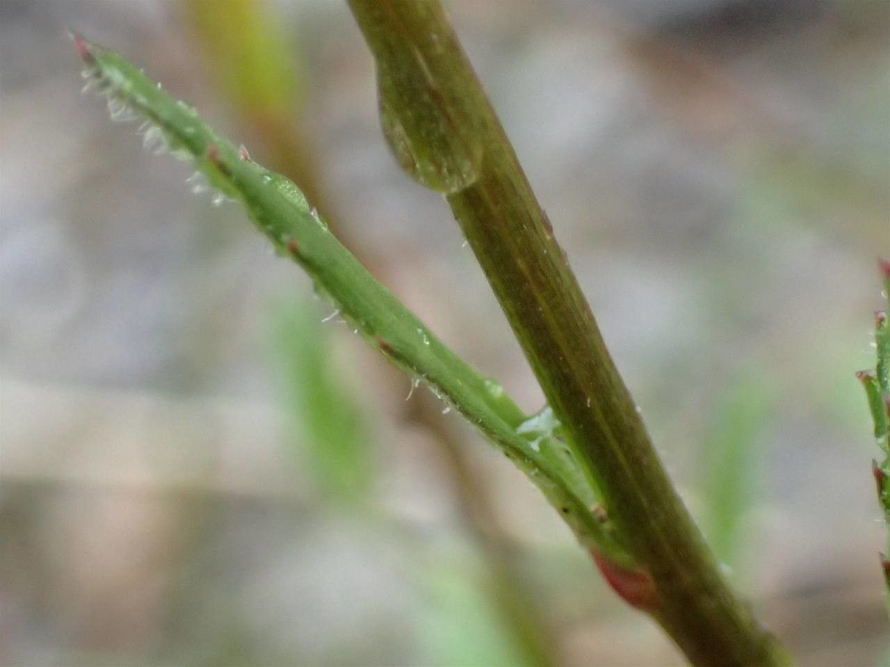 Leucanthemum adustum bark