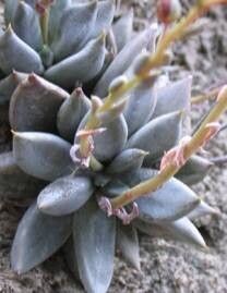 Echeveria tolimanensis — search result for 'Echeveria'