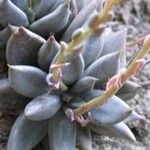 Echeveria tolimanensis