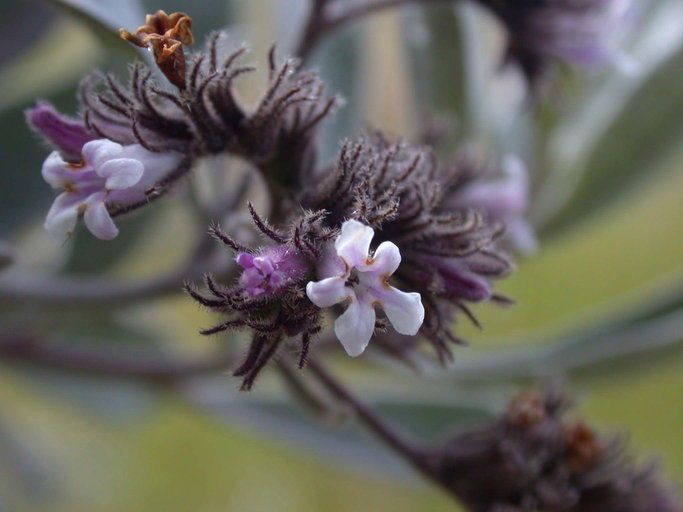 Eriodictyon traskiae flower
