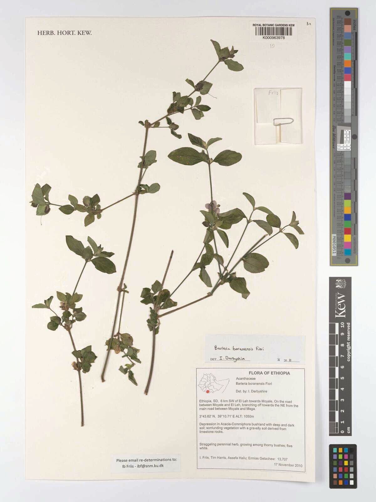 Barleria bornuensis — houseplant care guide