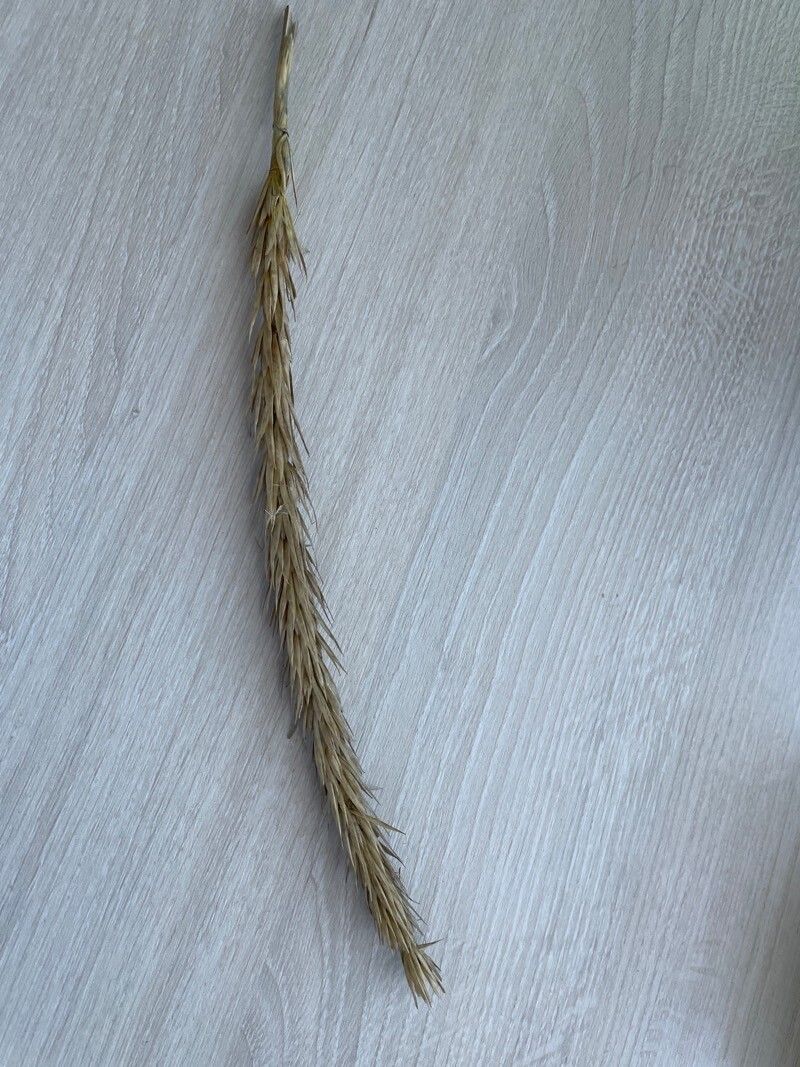 Ammophila breviligulata flower