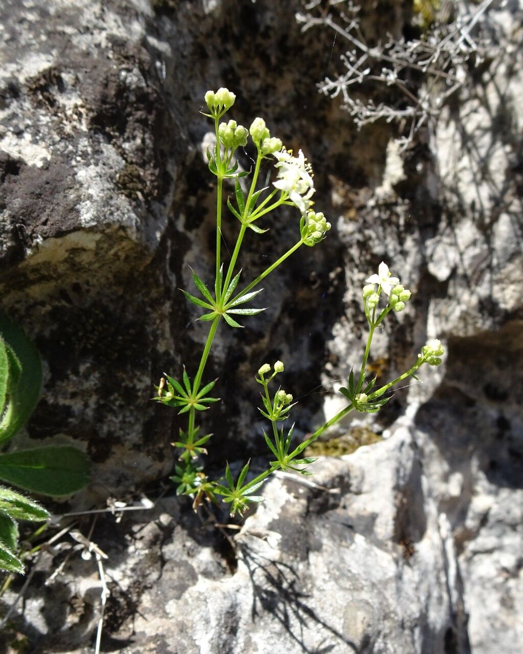 Galium anisophyllon habit