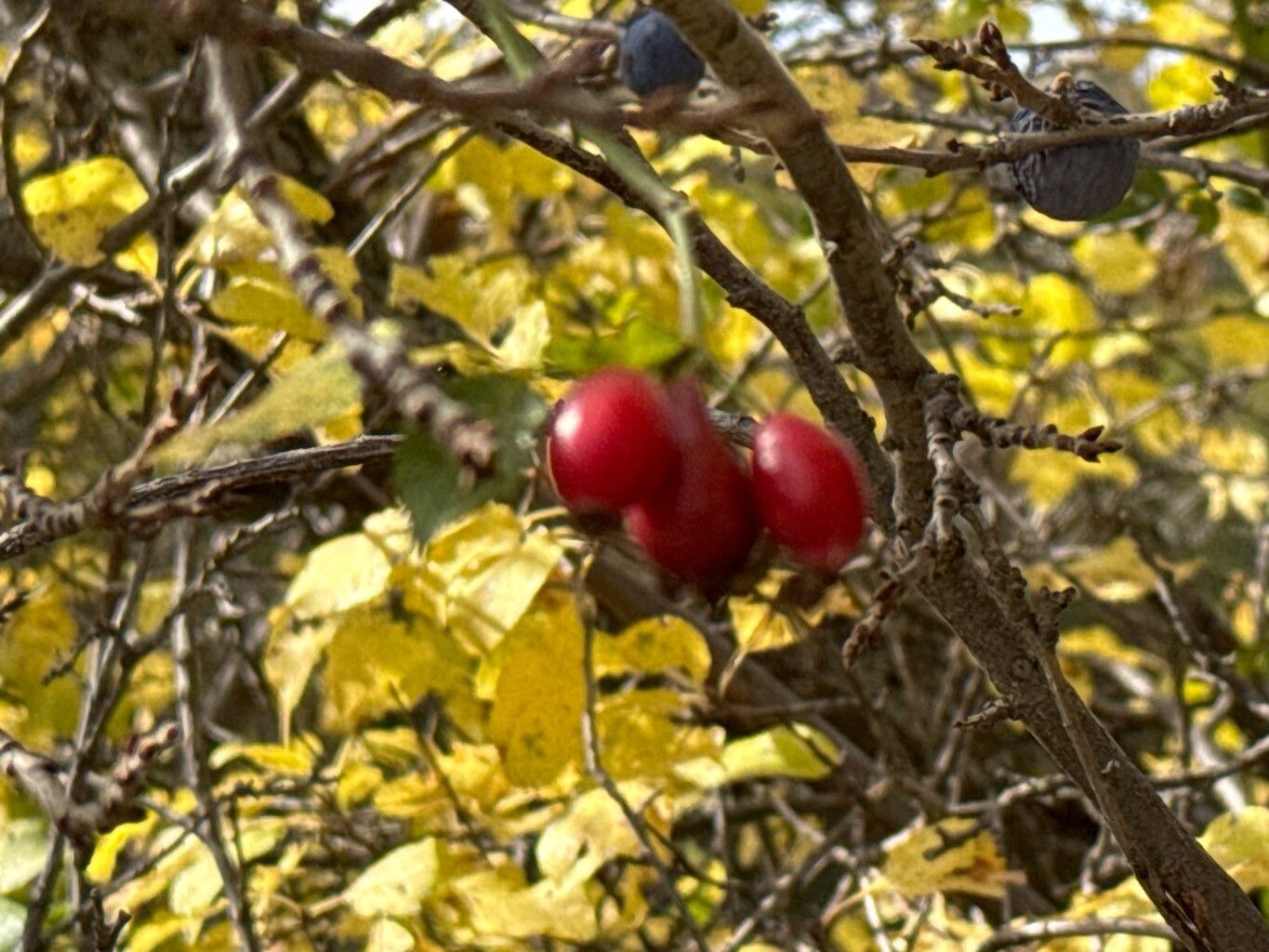 Malus orientalis fruit