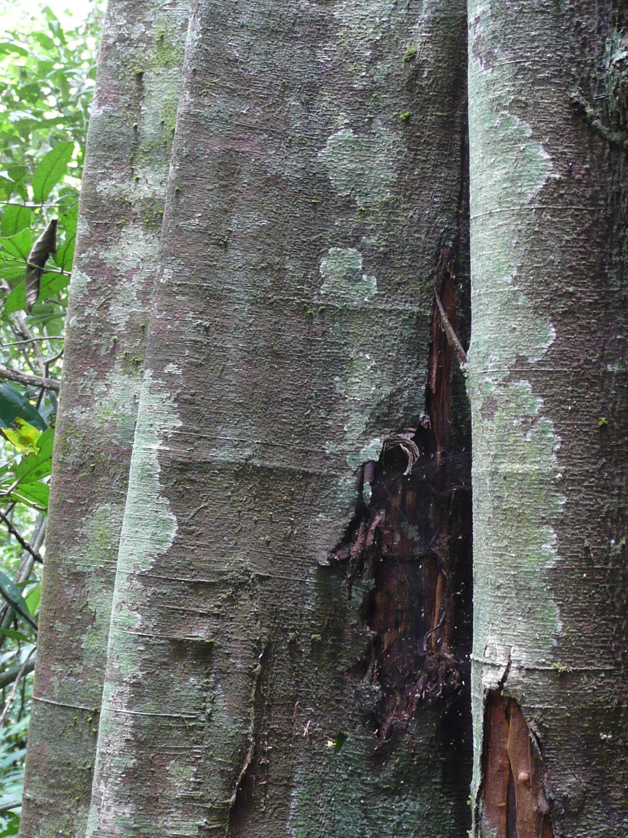 Newtonia aubrevillei bark
