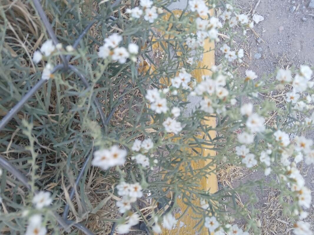 Heliotropium greggii flower