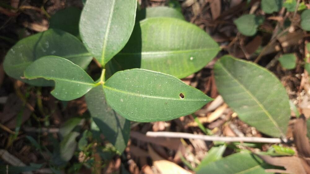Cryptolepis dubia leaf