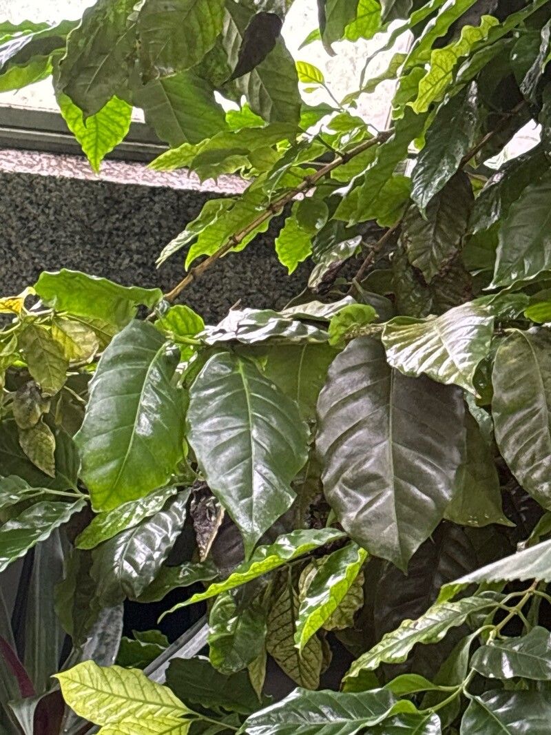 Coffea benghalensis — search result for 'Coffea'