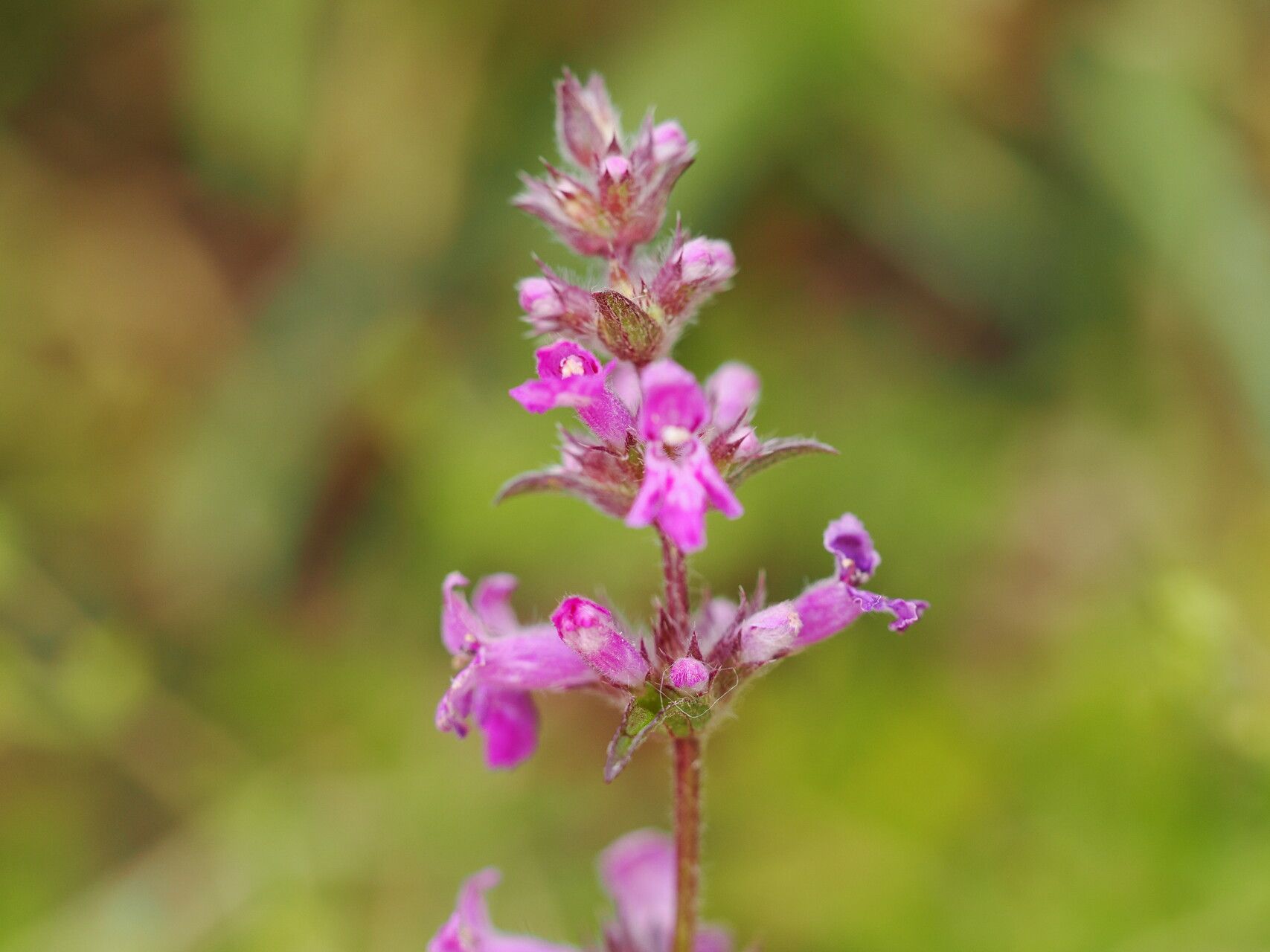 Stachys iberica flower