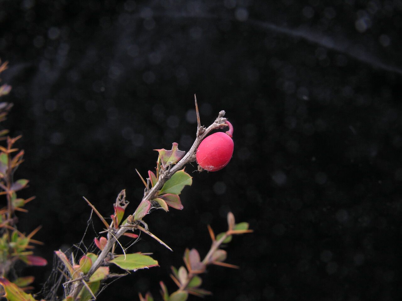 Berberis everestiana habit