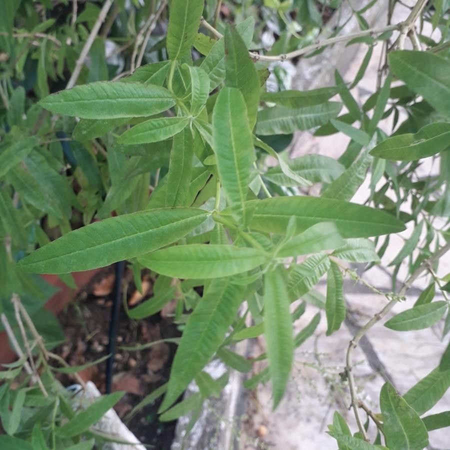 Aloysia triphylla flower