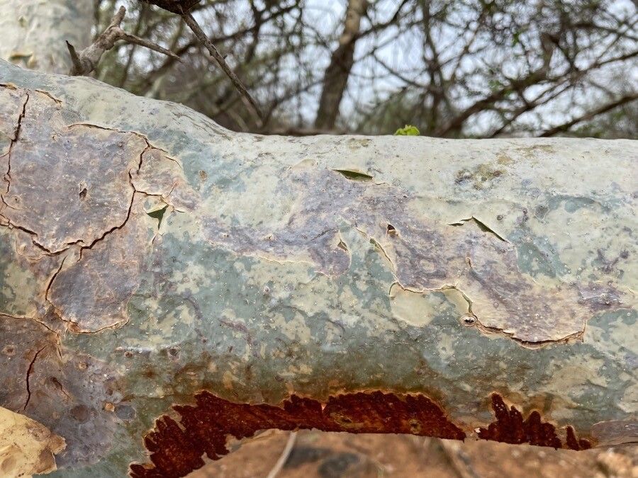 Commiphora holtziana bark