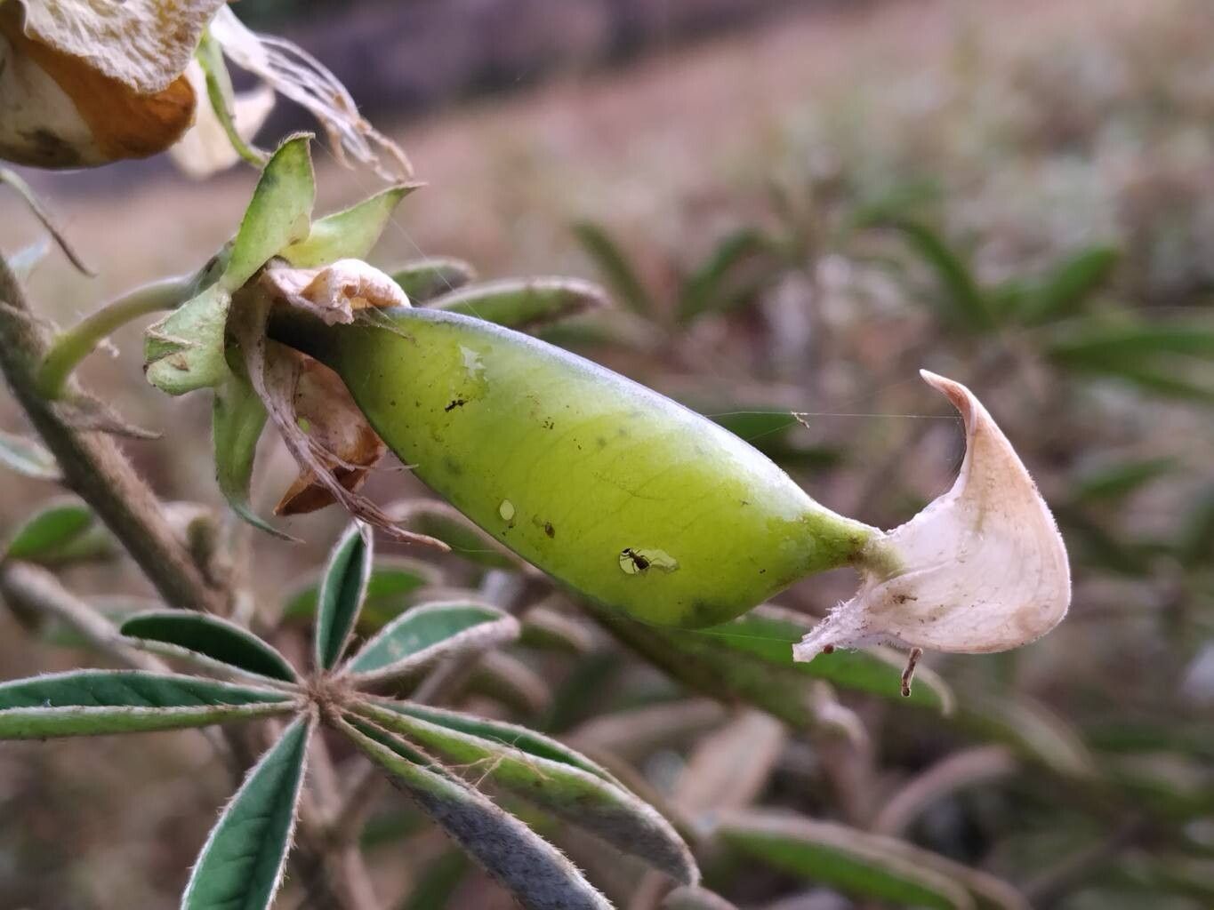 Crotalaria goreensis fruit