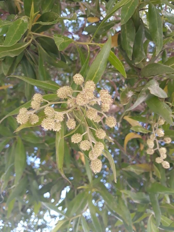 Conocarpus lancifolius flower