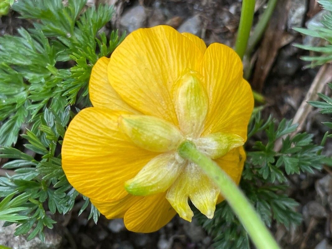 Ranunculus pseudomontanus flower