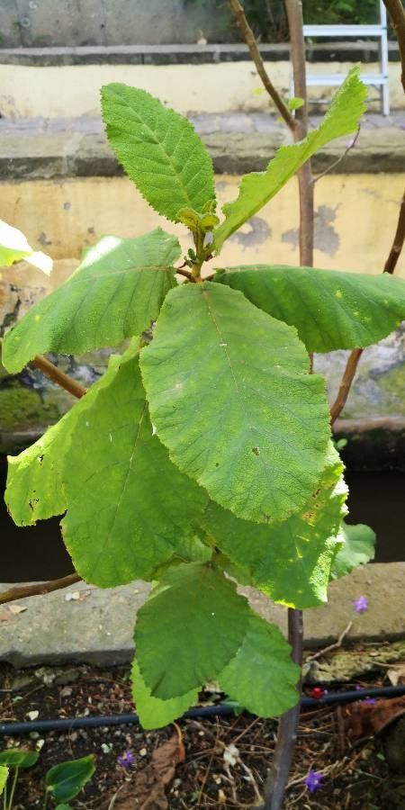 Wigandia urens leaf