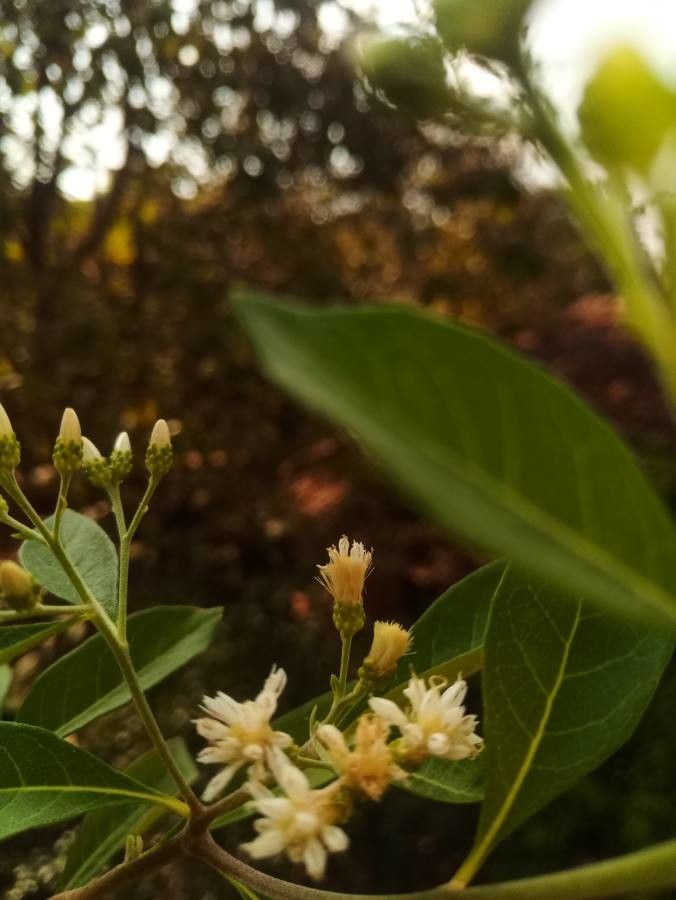 Gymnanthemum extensum flower