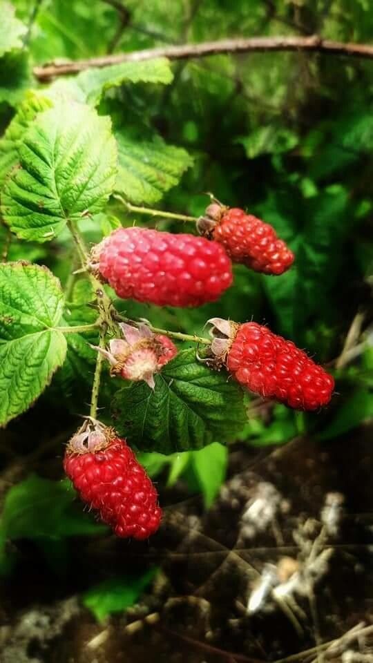 Rubus loganobaccus fruit