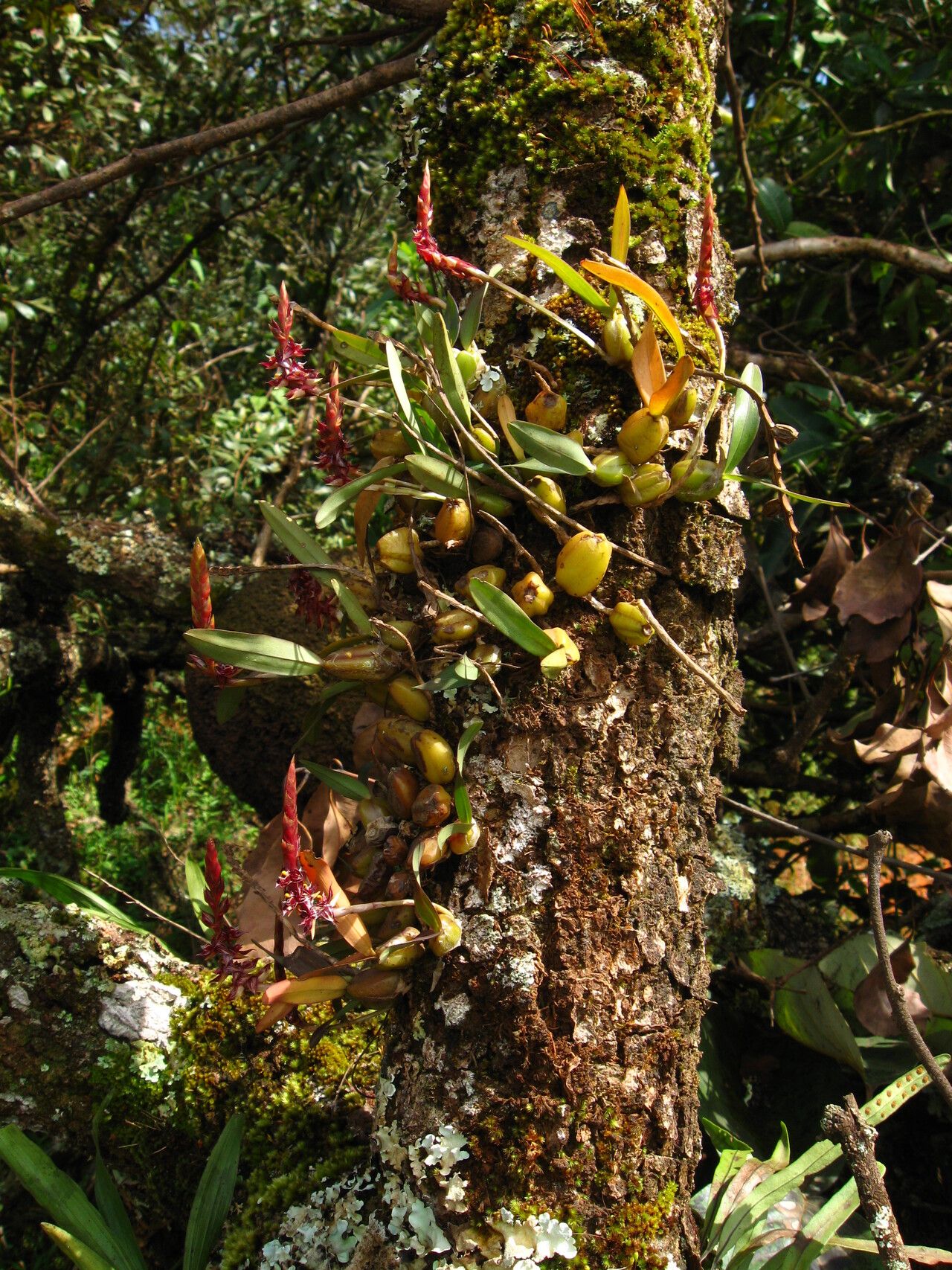 Bulbophyllum nigericum habit