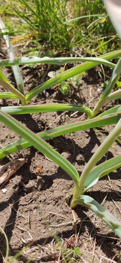 Tulipa clusiana leaf