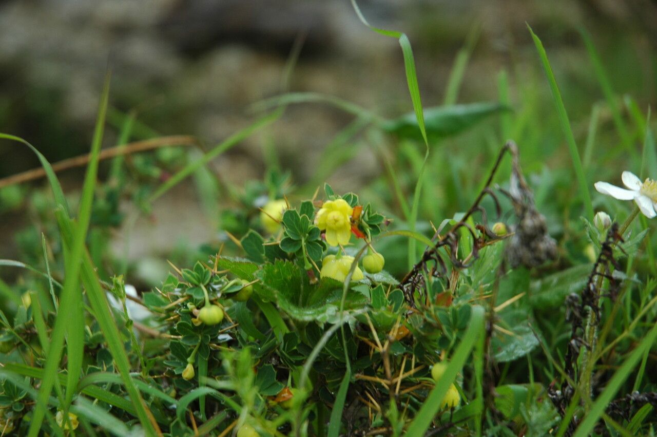 Berberis kumaonensis — houseplant care guide