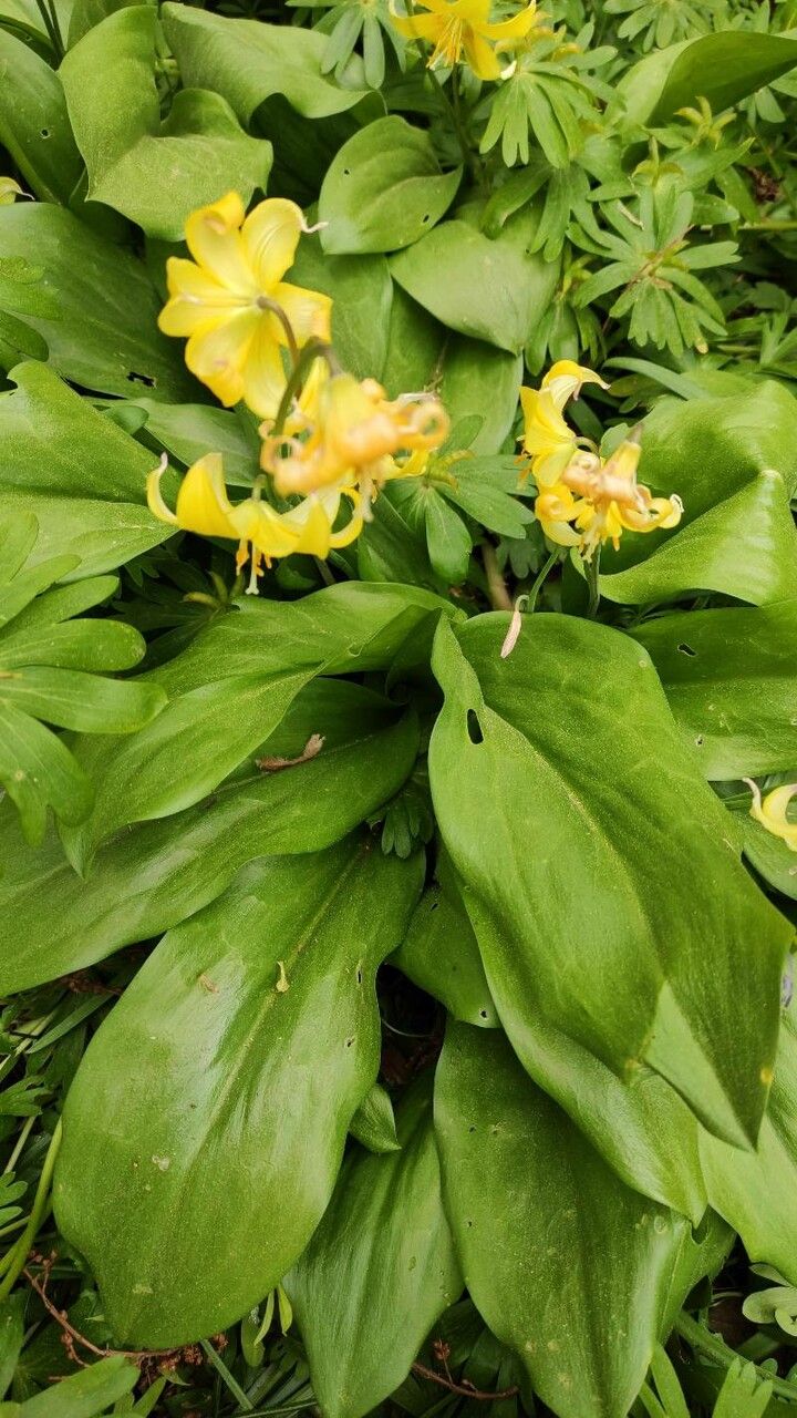 Erythronium tuolumnense habit