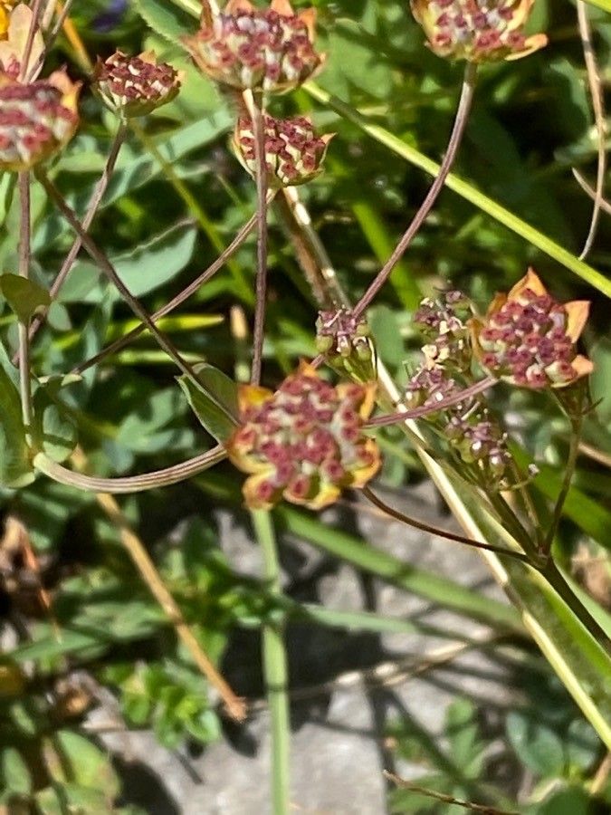 Bupleurum ranunculoides fruit
