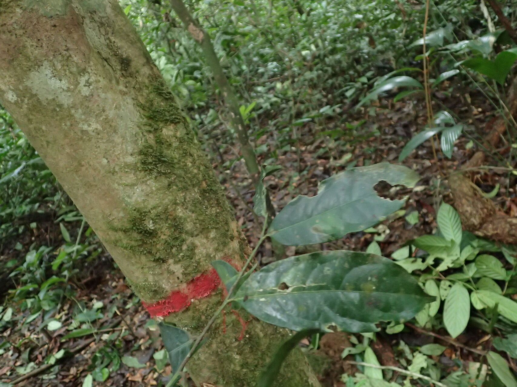 Drypetes floribunda bark