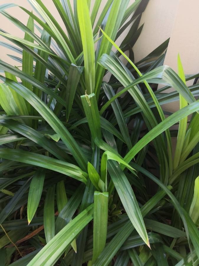 Pandanus amaryllifolius — related species from the same genus