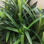 Pandanus amaryllifolius