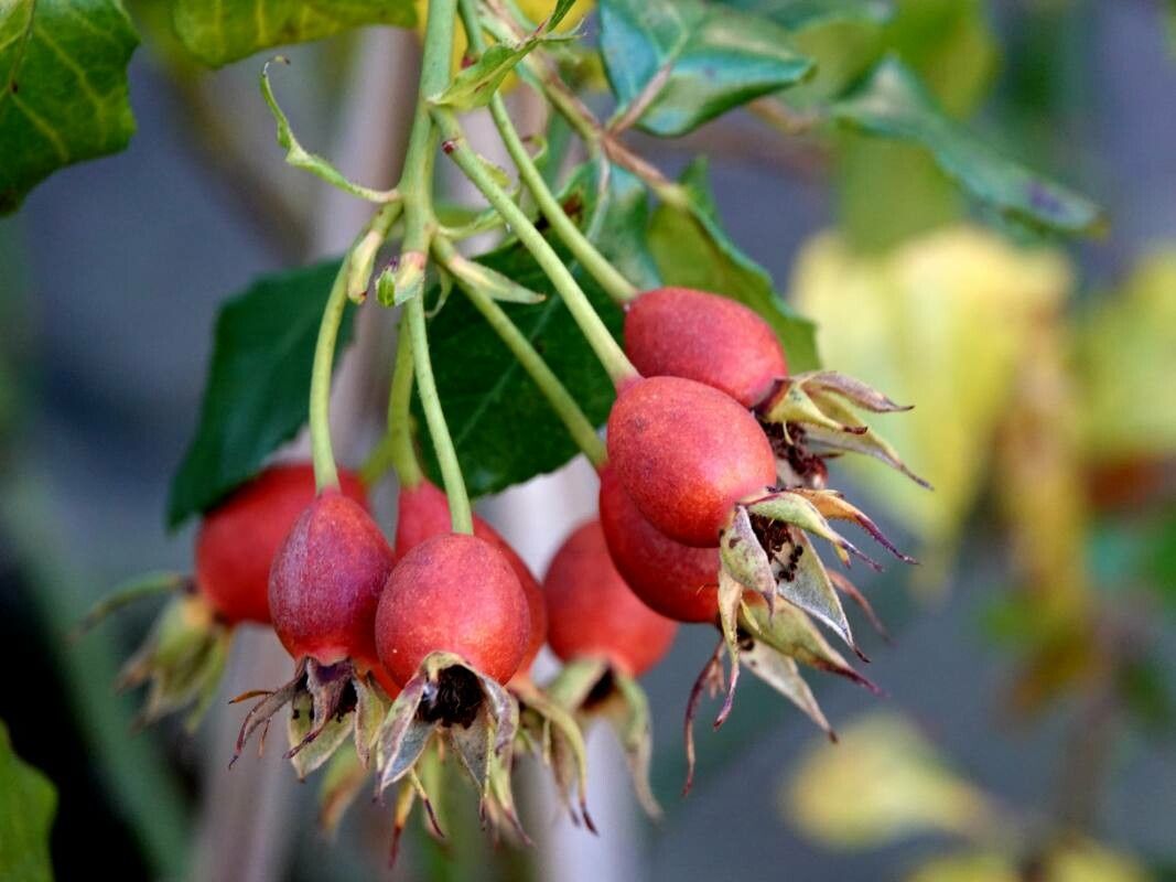 Rosa ferruginea fruit