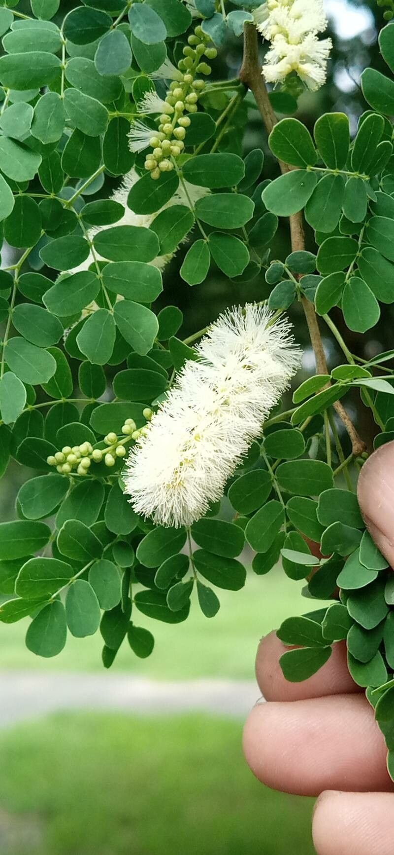 Senegalia modesta — search result for 'Afghanistan'