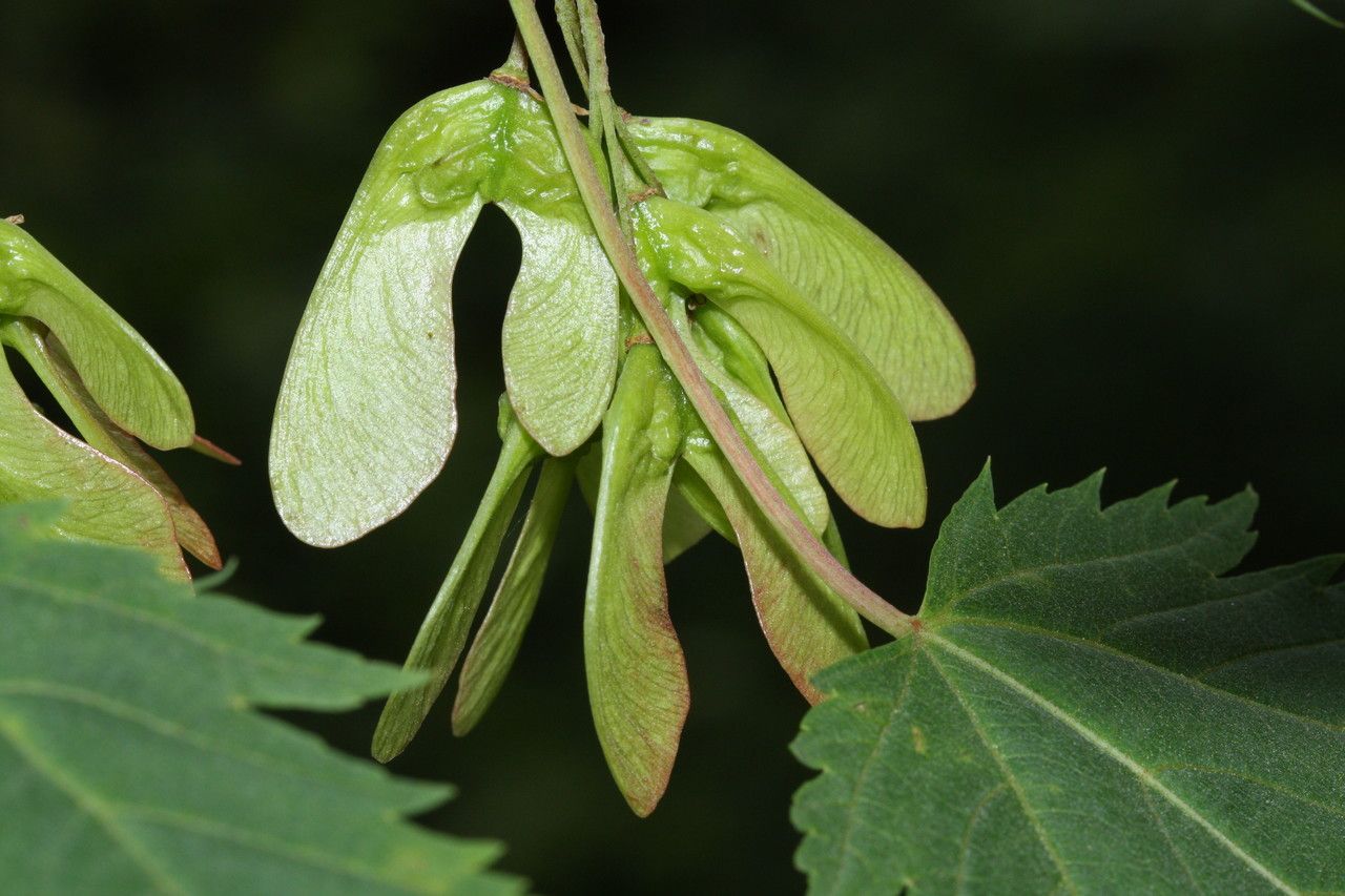 Acer glabrum fruit