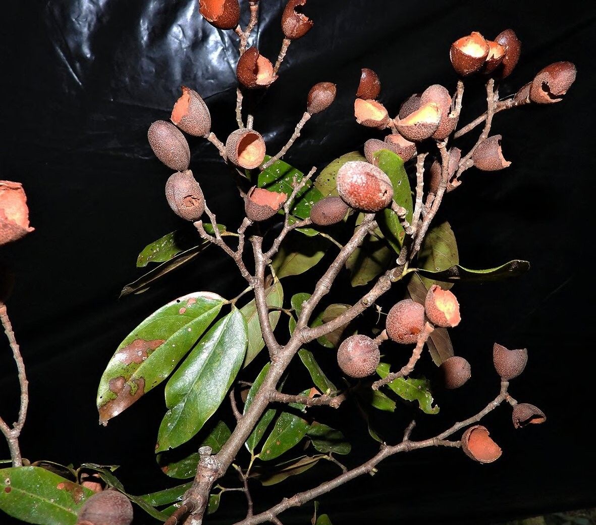 Hymenaea oblongifolia other