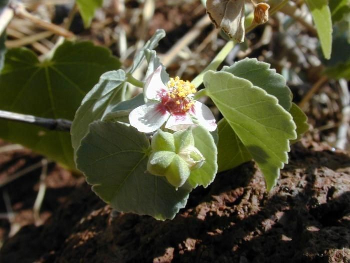 Abutilon incanum habit