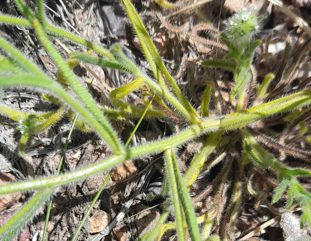 Cryptantha globulifera bark